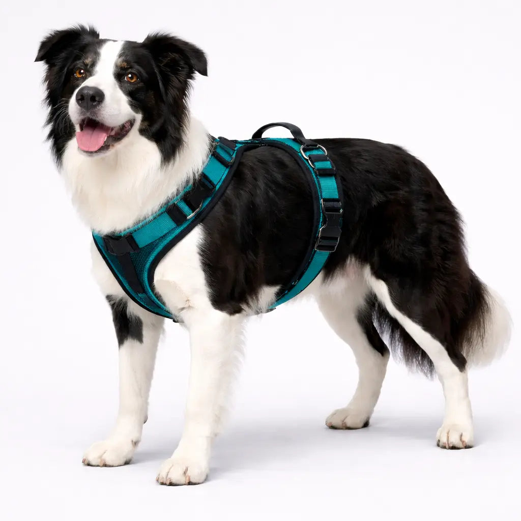 chien noir et blanc qui porte un harnais en H bleu et noir  Image