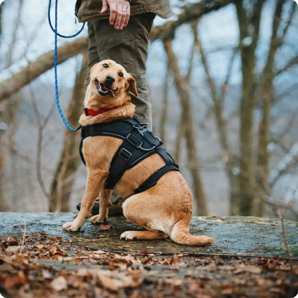 chien qui porte un harnais de randonnee orange et noir Image
