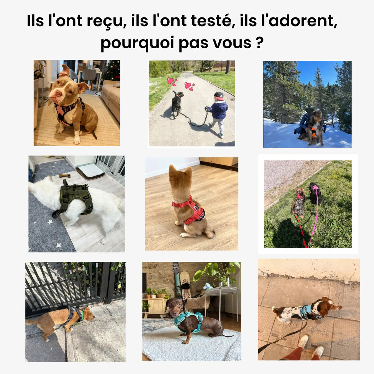 Harnais pour chien - ajustable & confort