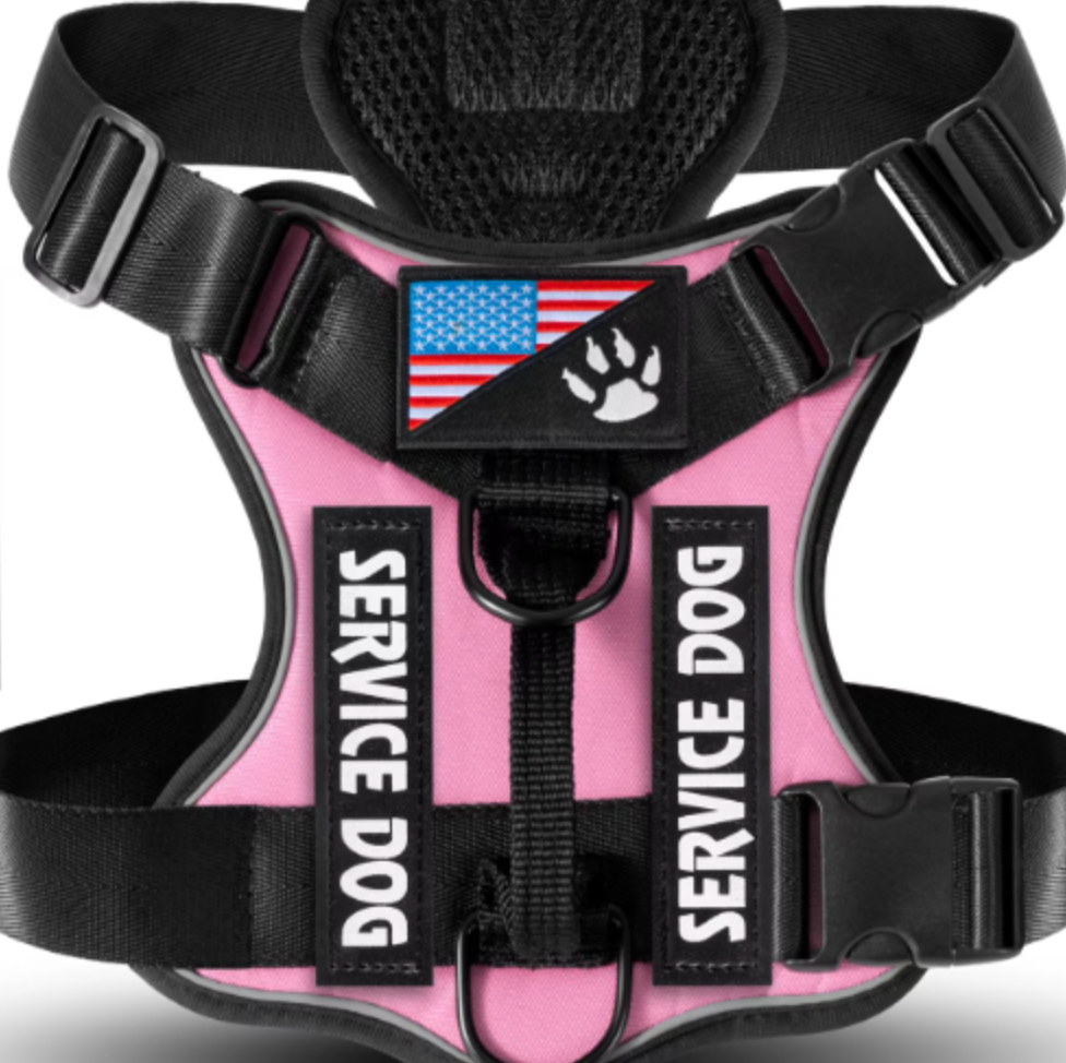 Harnais de maintien lumineux pour chien