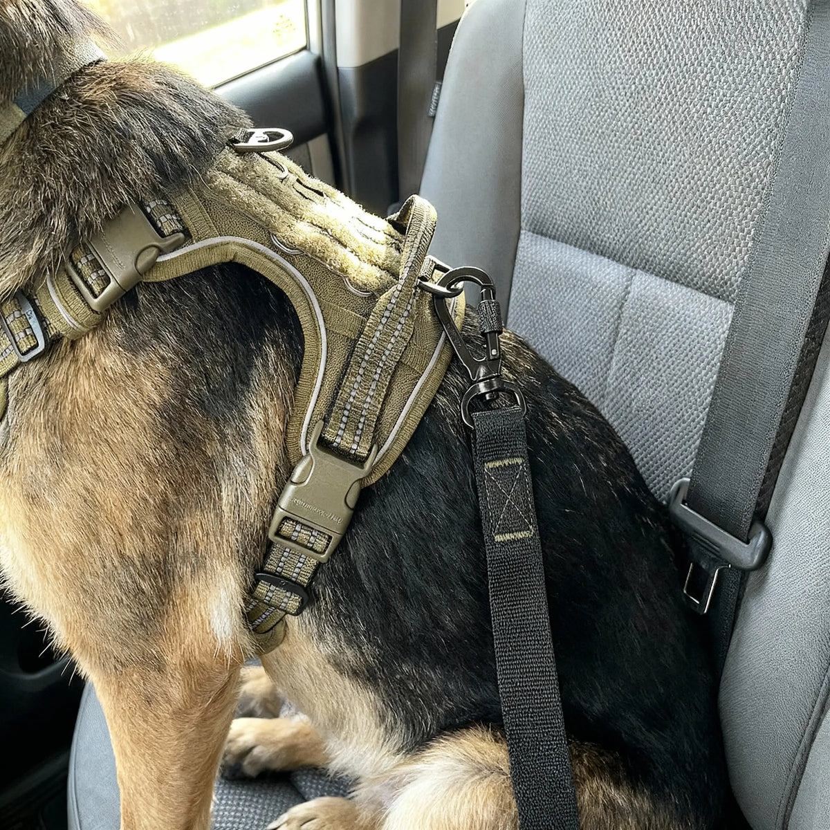 chien en voiture portant un harnais vert kaki