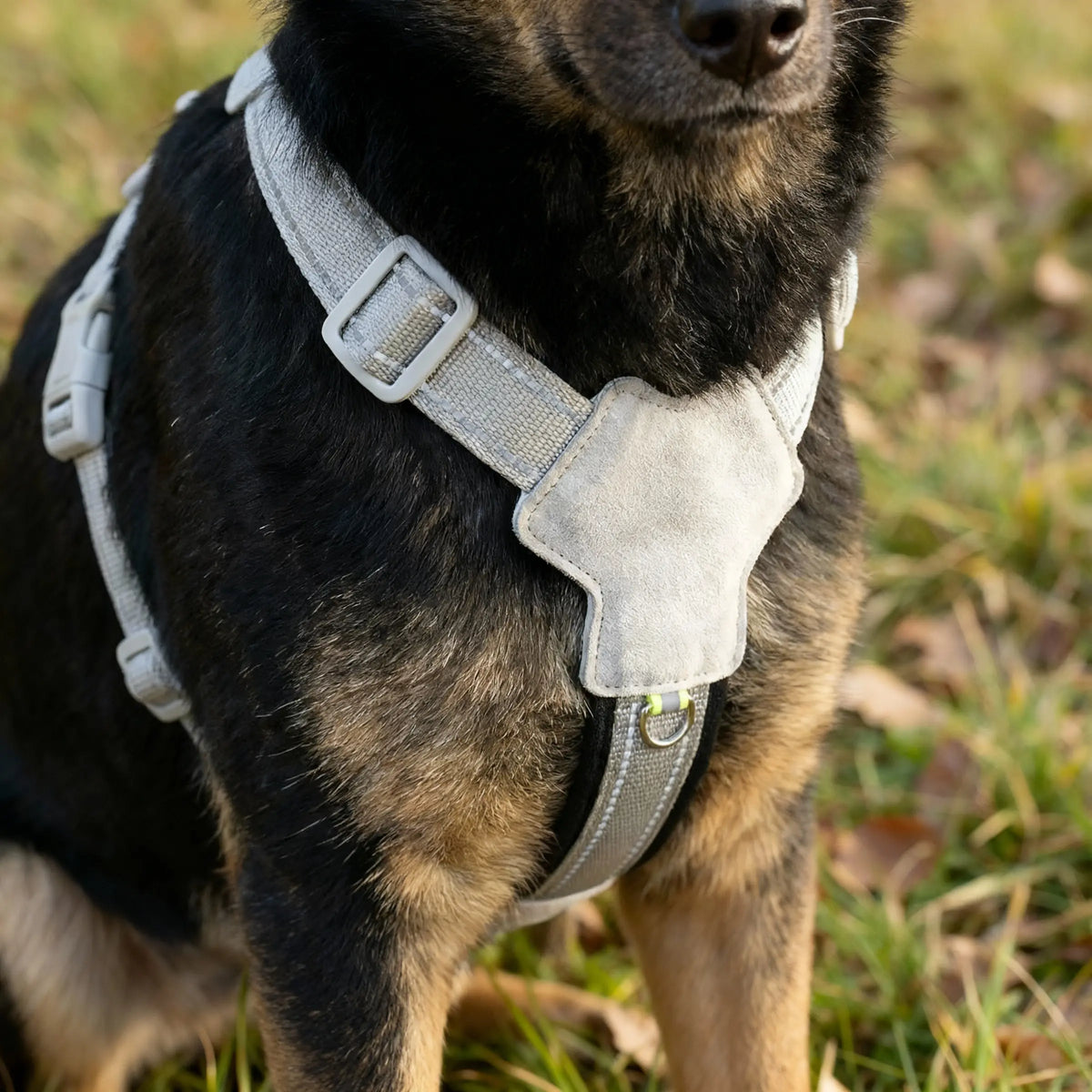 harnais gris en Y pour chien 