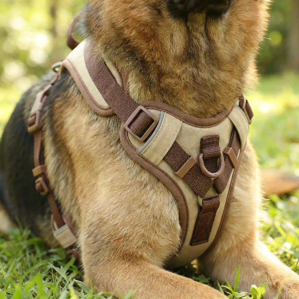 Harnais pour grand chien - Ajustable