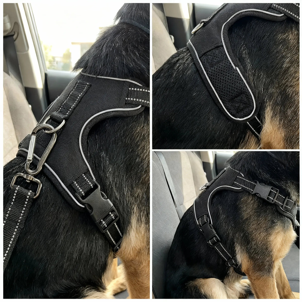 berger allemand en voiture portant un harnais noir 