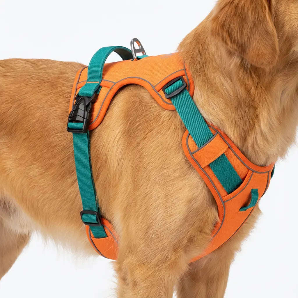 harnais chien orange sur fond blanc