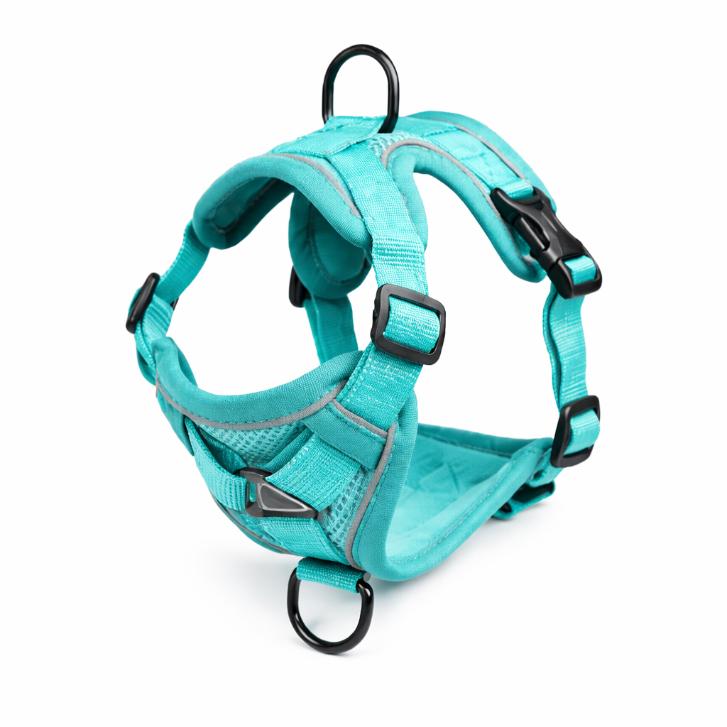 harnais pour chien bleu ciel sur fond blanc