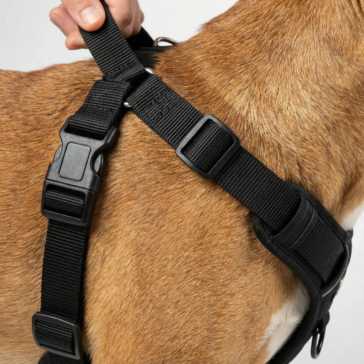 Harnais en H pour chien