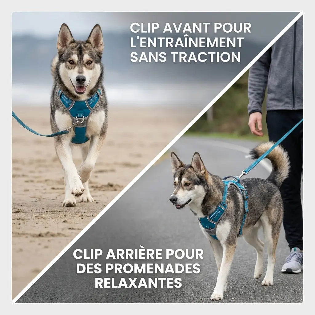 Harnais anti-traction pour chien & confortable