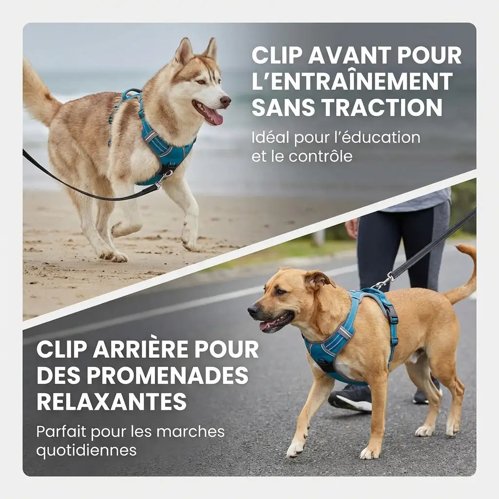 Harnais chien lumineux pour promenade
