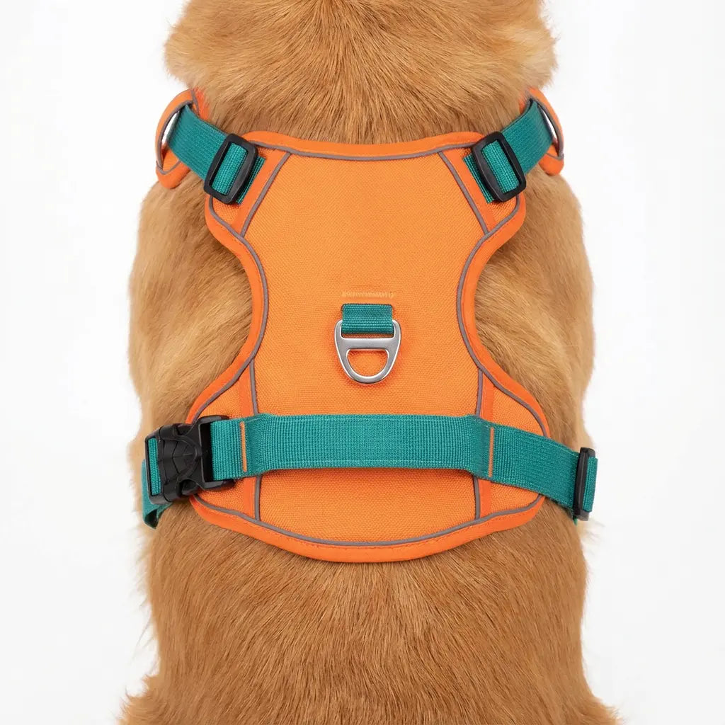 harnais chien orange vue de haut 