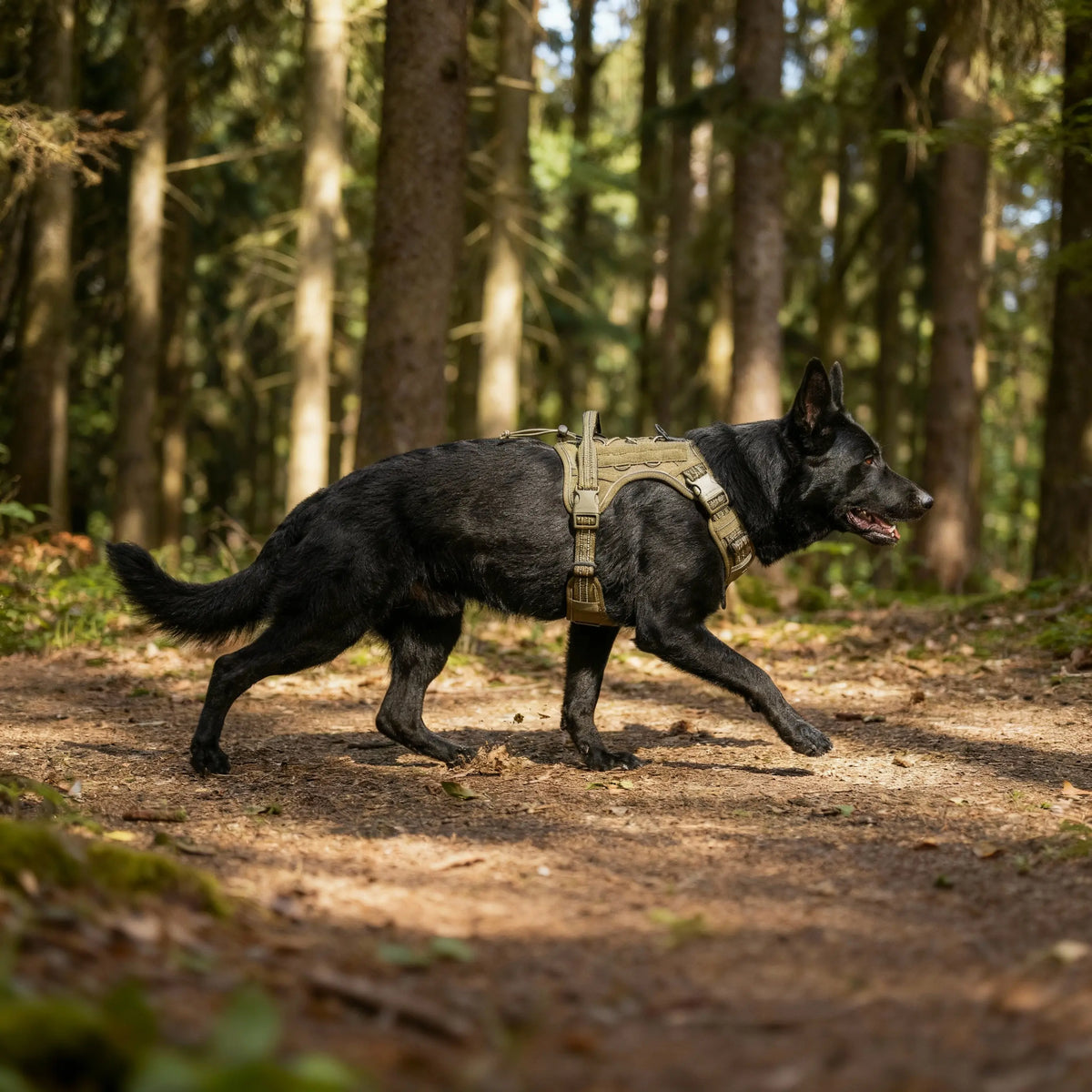 labrador portant un harnais anti-traction vert