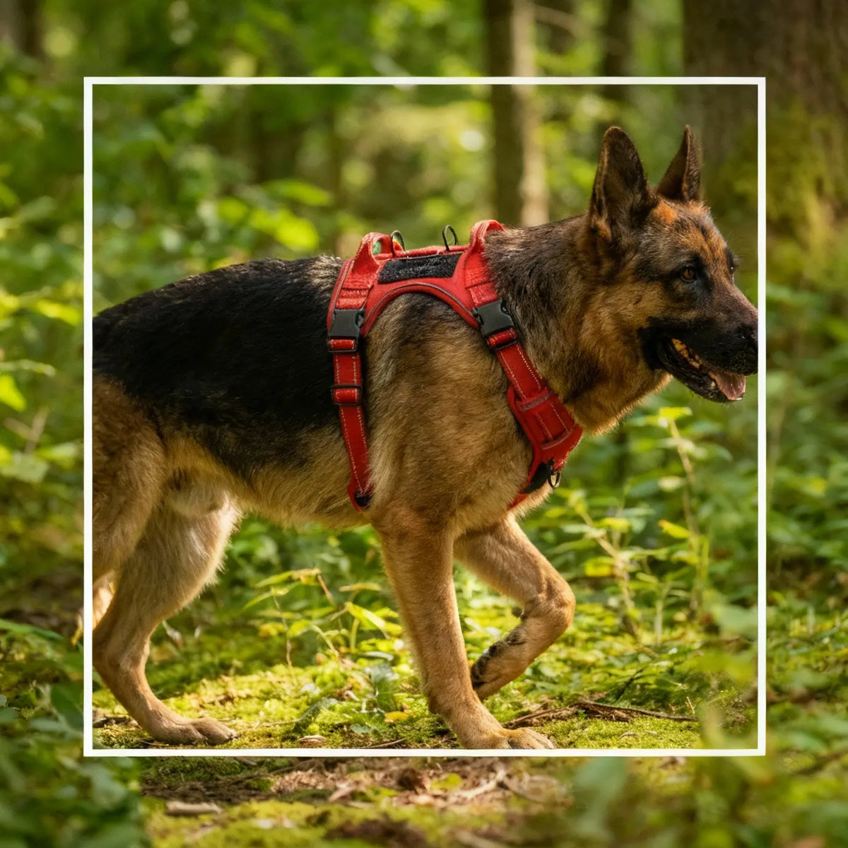 chien qui porte un harnais 3 points rouge et noir