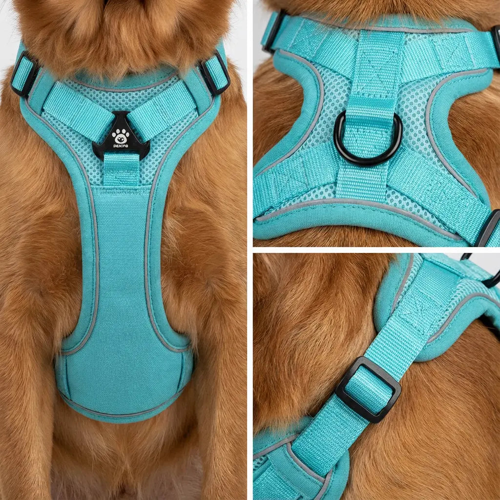 Chien qui porte un harnais bleu turquoise