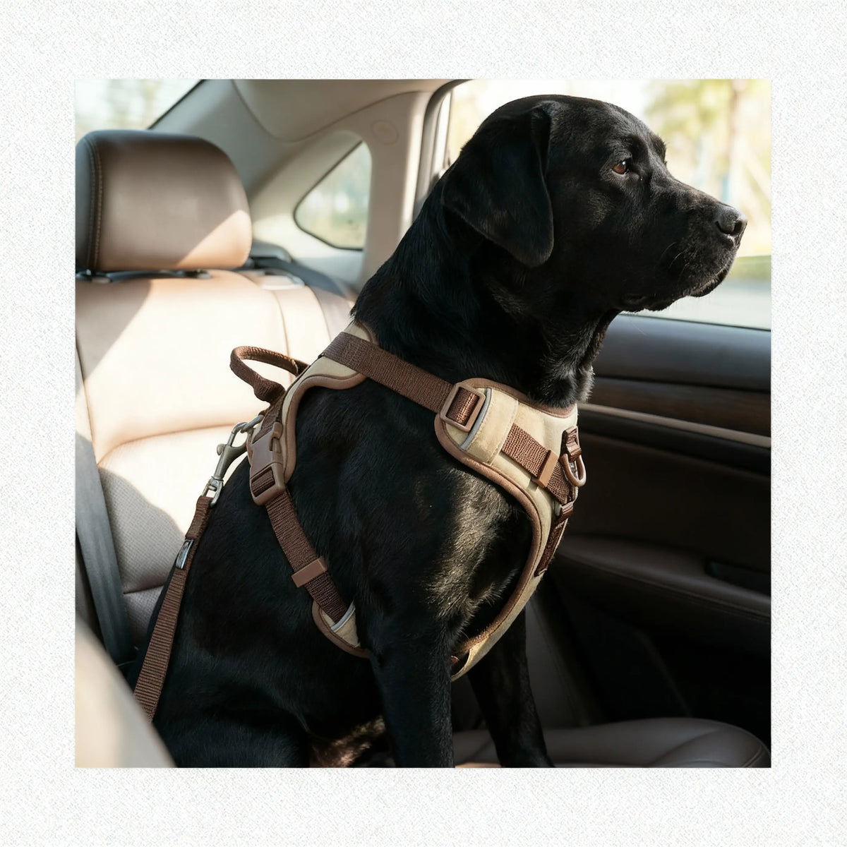 chien qui porte un harnais marron pour voiture 