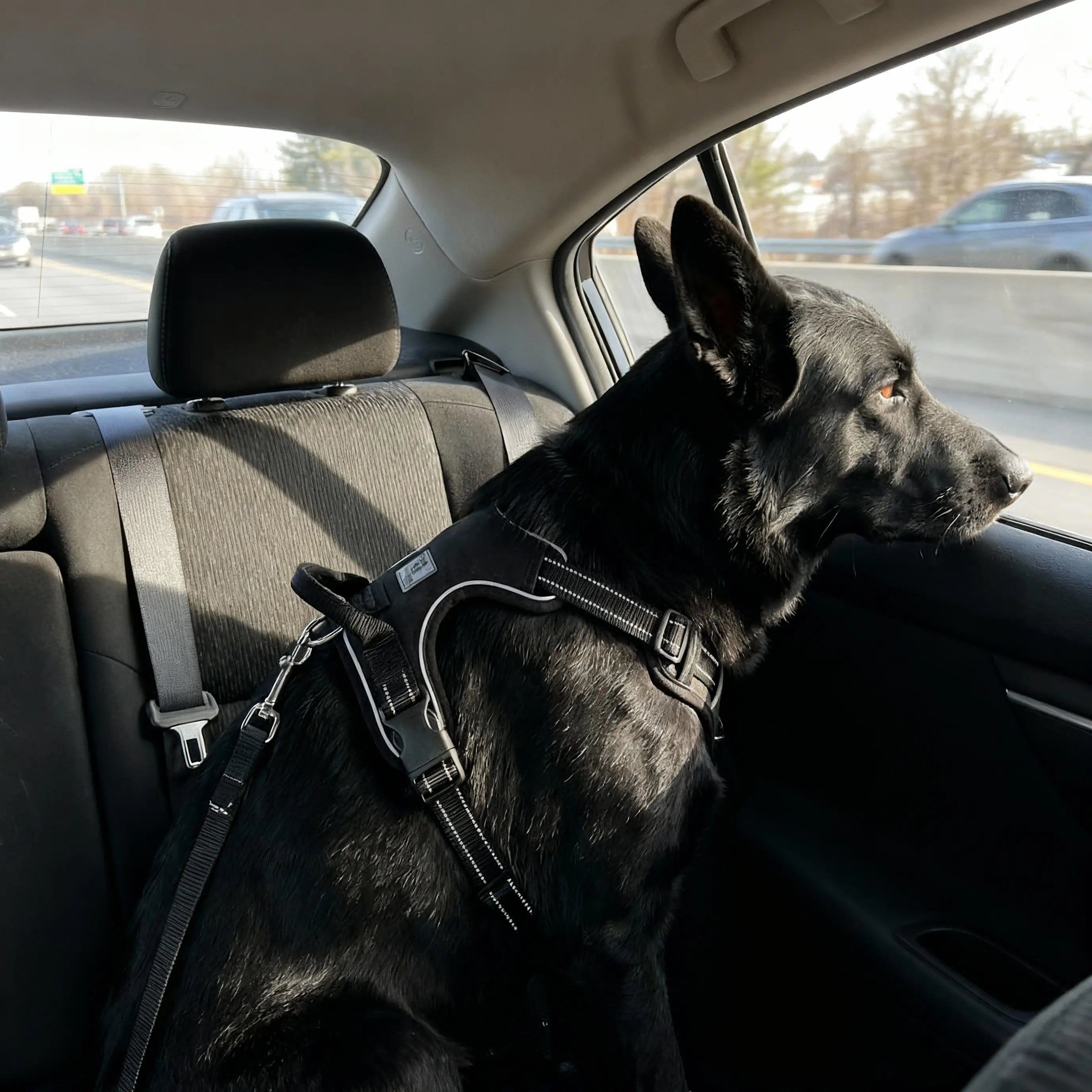 chien noir en voiture qui porte un harnais 
