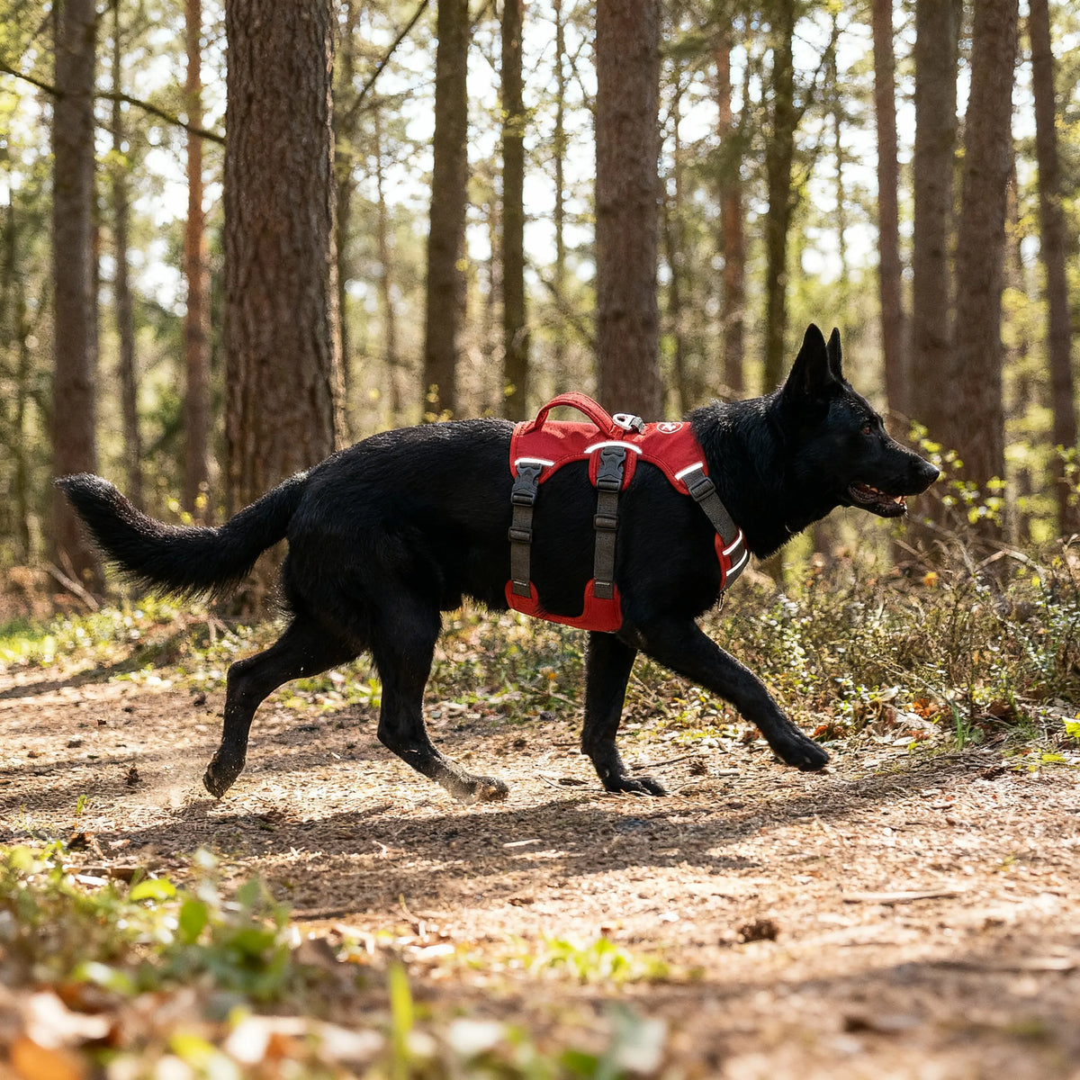 chien noir qui porte un harnais rouge et noir 
