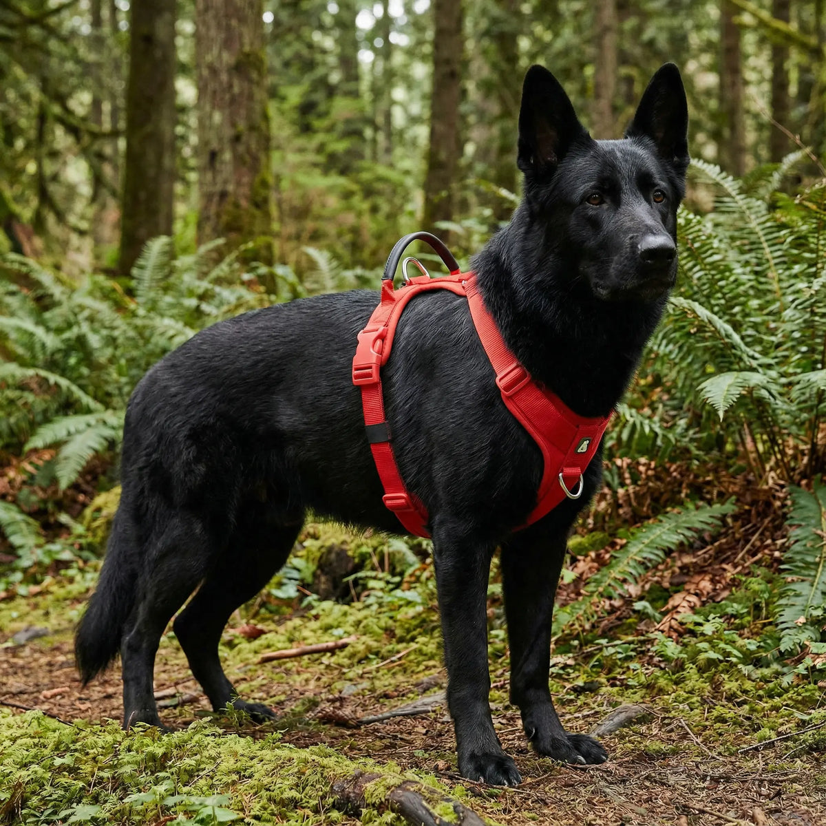 chien noir qui porte un harnais rouge en randonnée