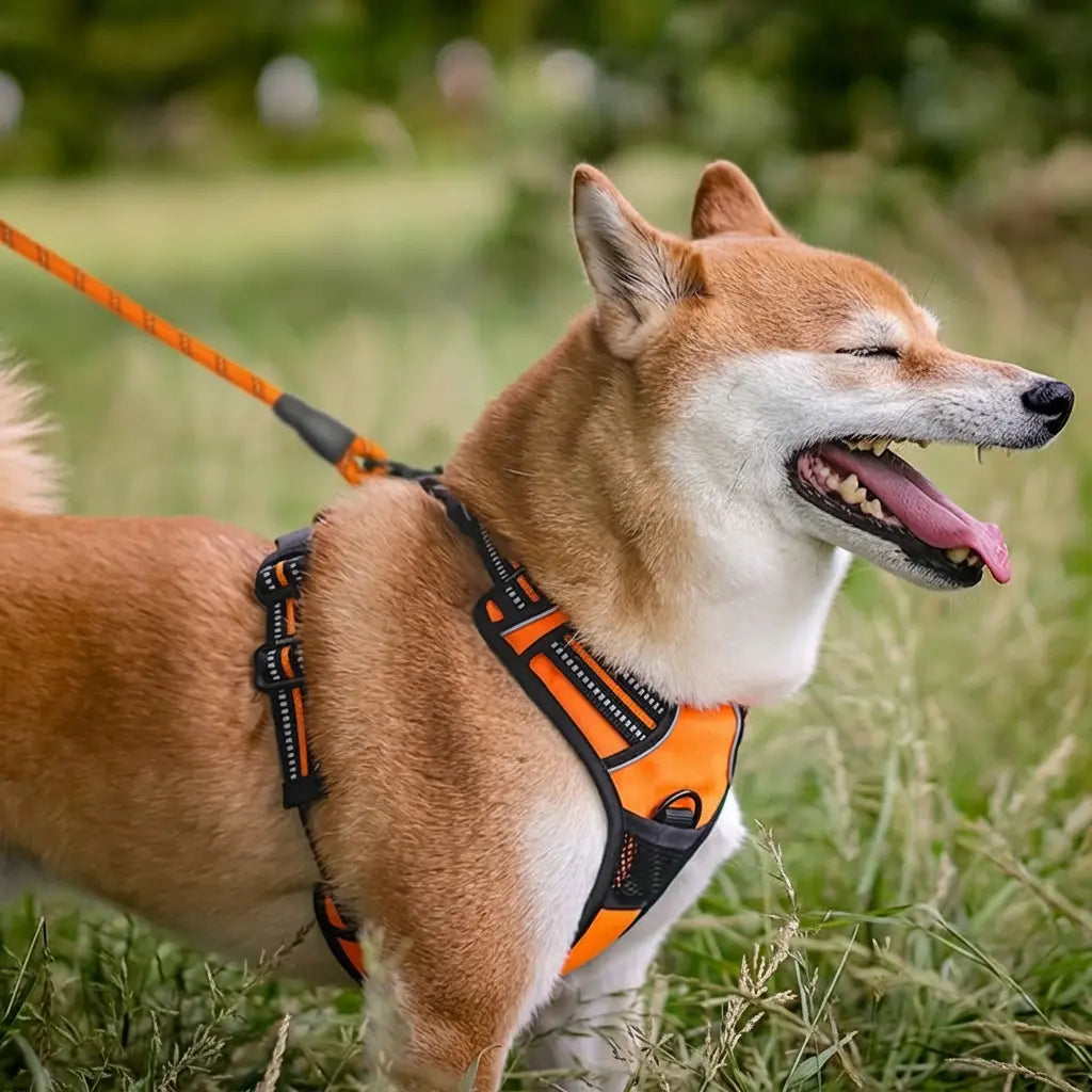 Harnais pour chien - Confort & promenade