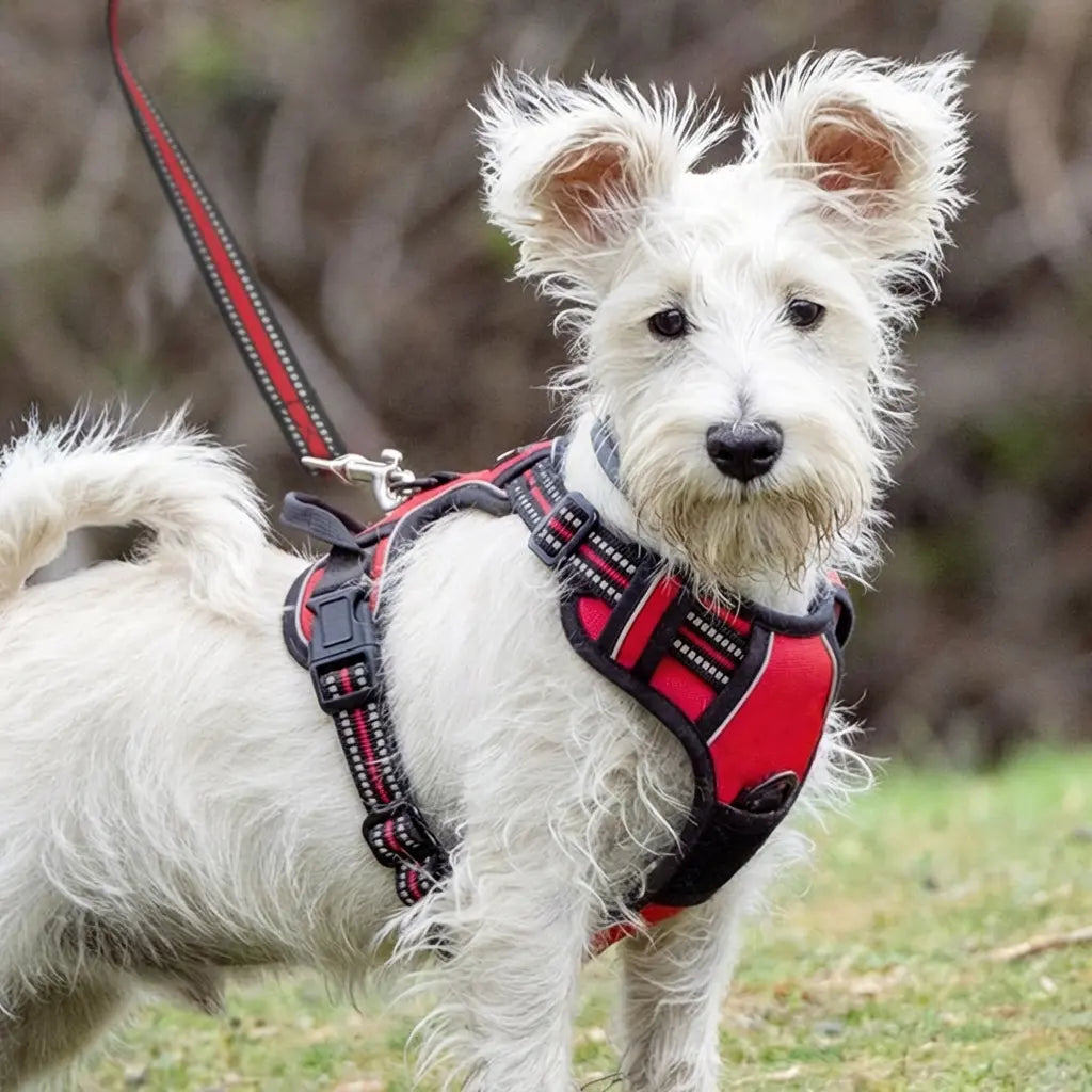 Harnais anti-traction pour chien & confortable