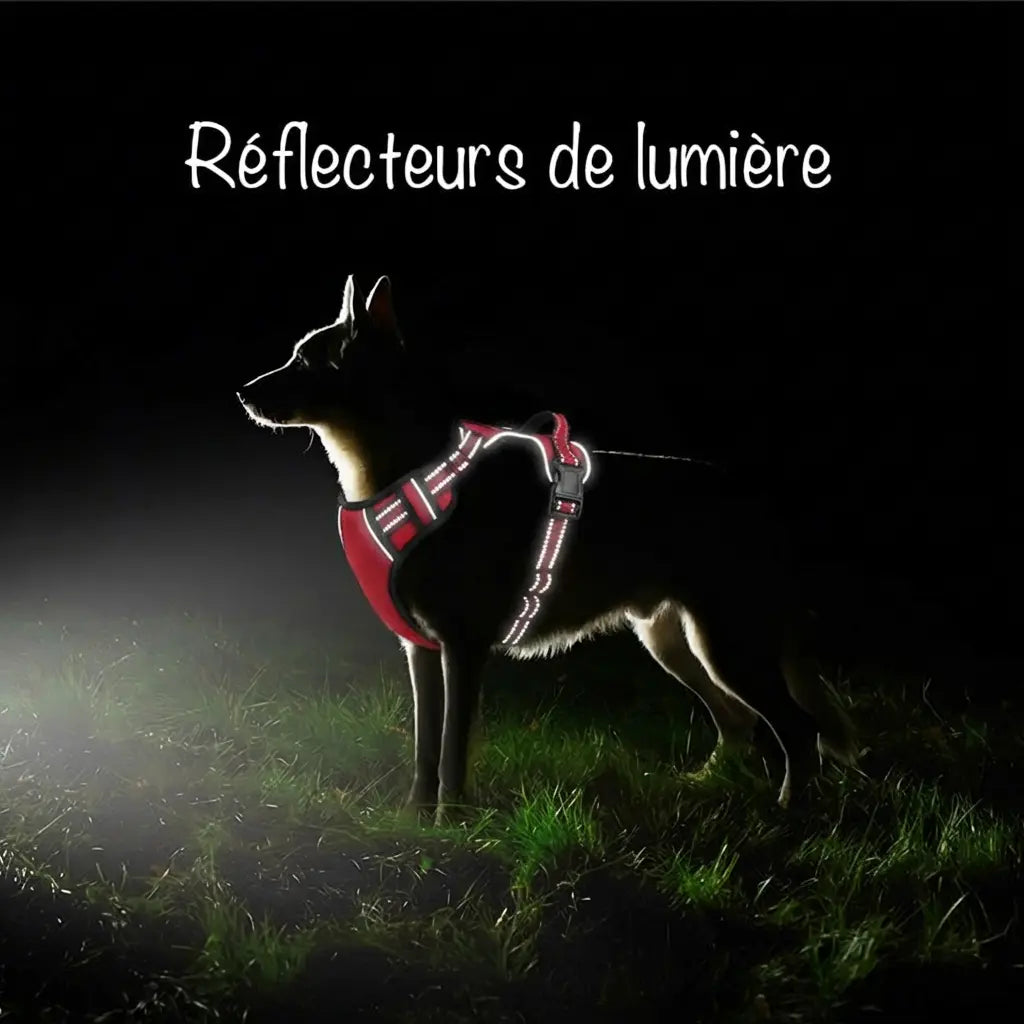 Harnais chien lumineux pour promenade