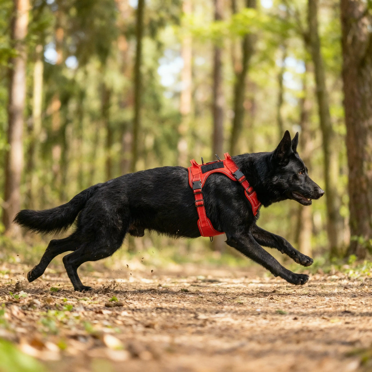 labrador qui se balade en forêt avec un harnais rouge et noir 
