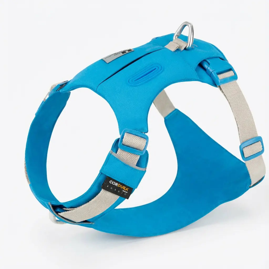 harnais bleu sur fond blanc