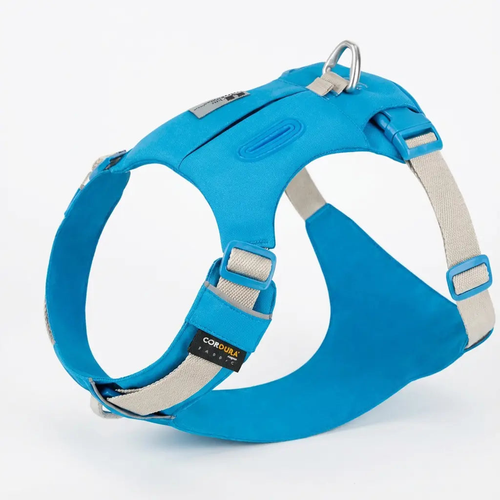 harnais bleu pour chien 