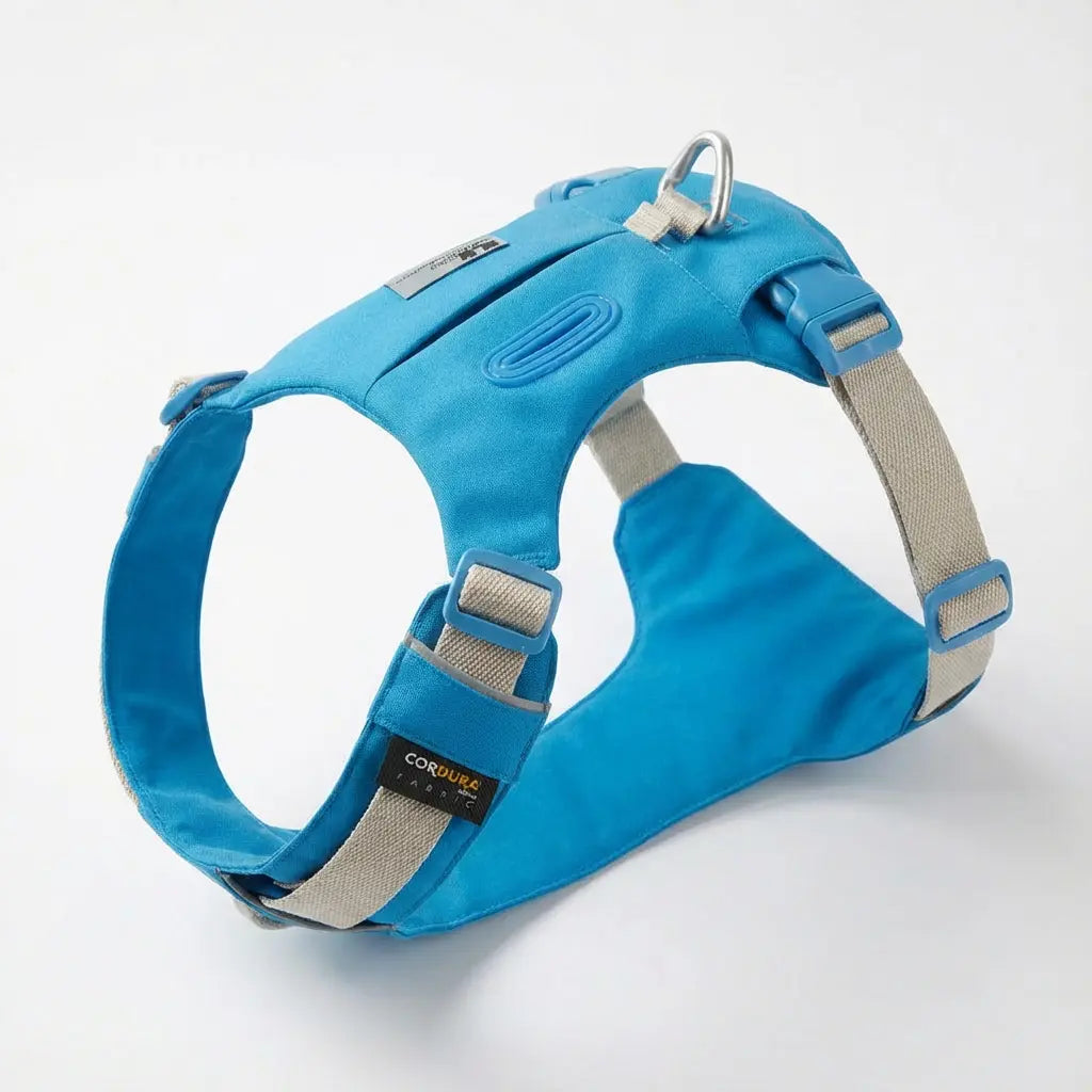 chien bleu sur fond blanc 