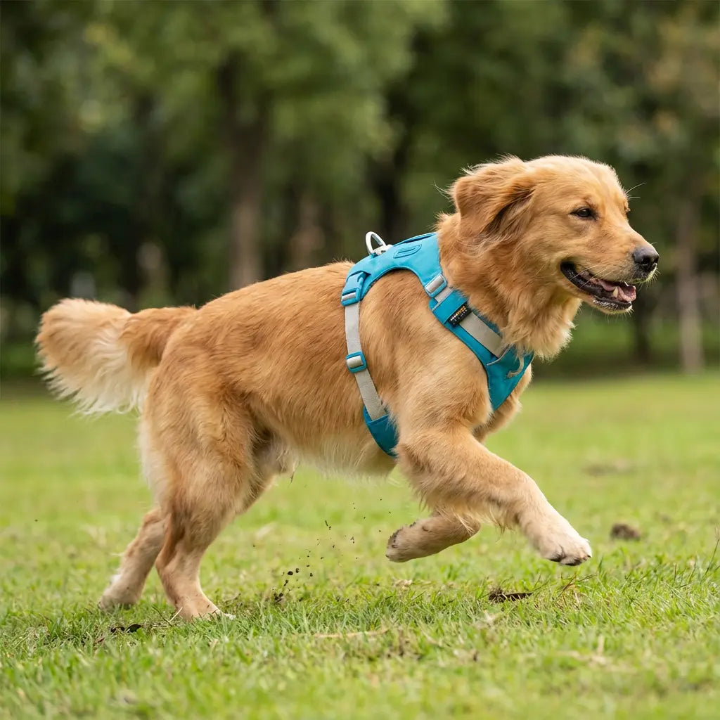 chien en mouvement qui porte un harnais bleu dans un parc 