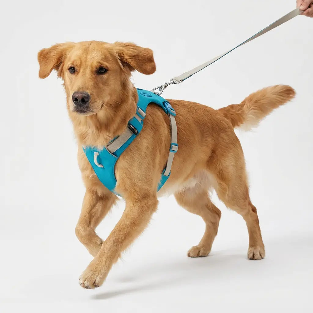 chien qui porte un harnais bleu 