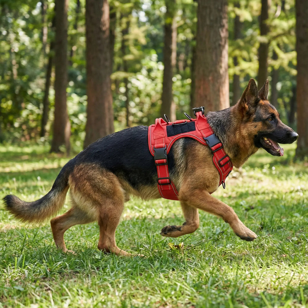 grand chien qui se balade en forêt avec un harnais rouge