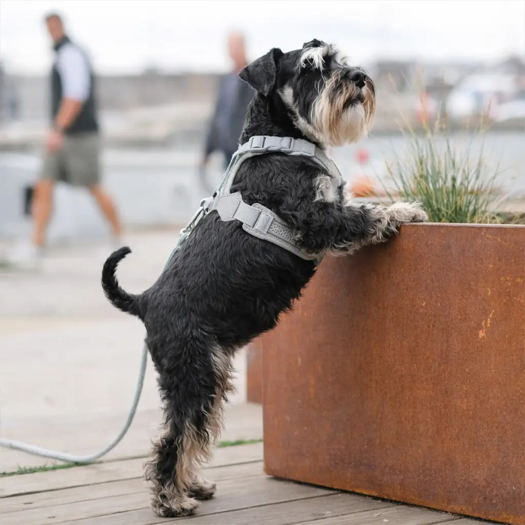 chien noir portant un harnais gris en ville  Image