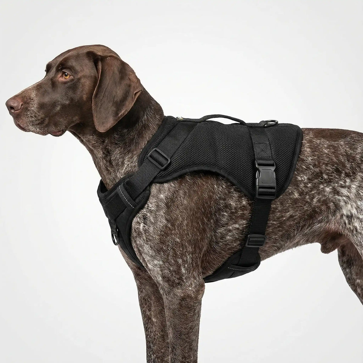 Harnais noir porté sur un berger allemand