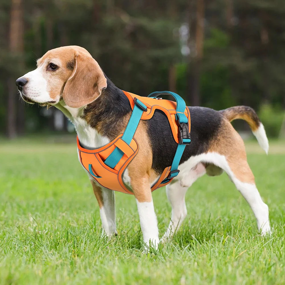 Un chien qui porte un harnais orange 