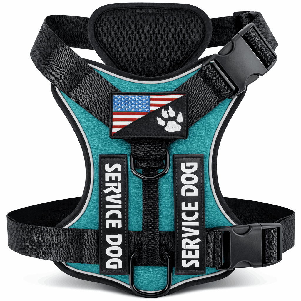harnais pour chien turquoise sur fond blanc 