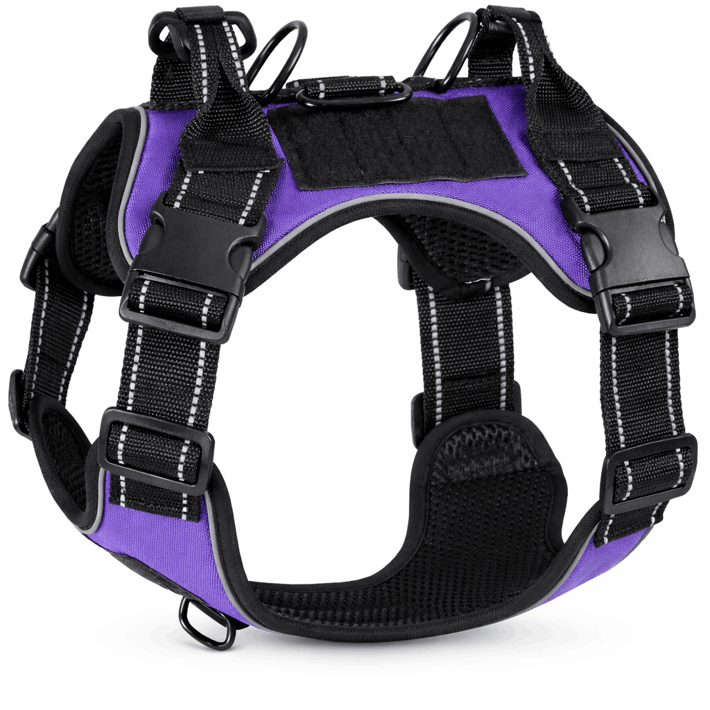 harnais pour grand chien violet sur fond blanc 