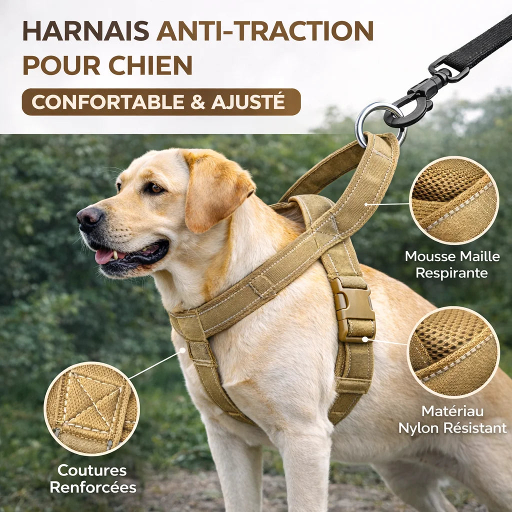 Chien qui porte un harnais marron 