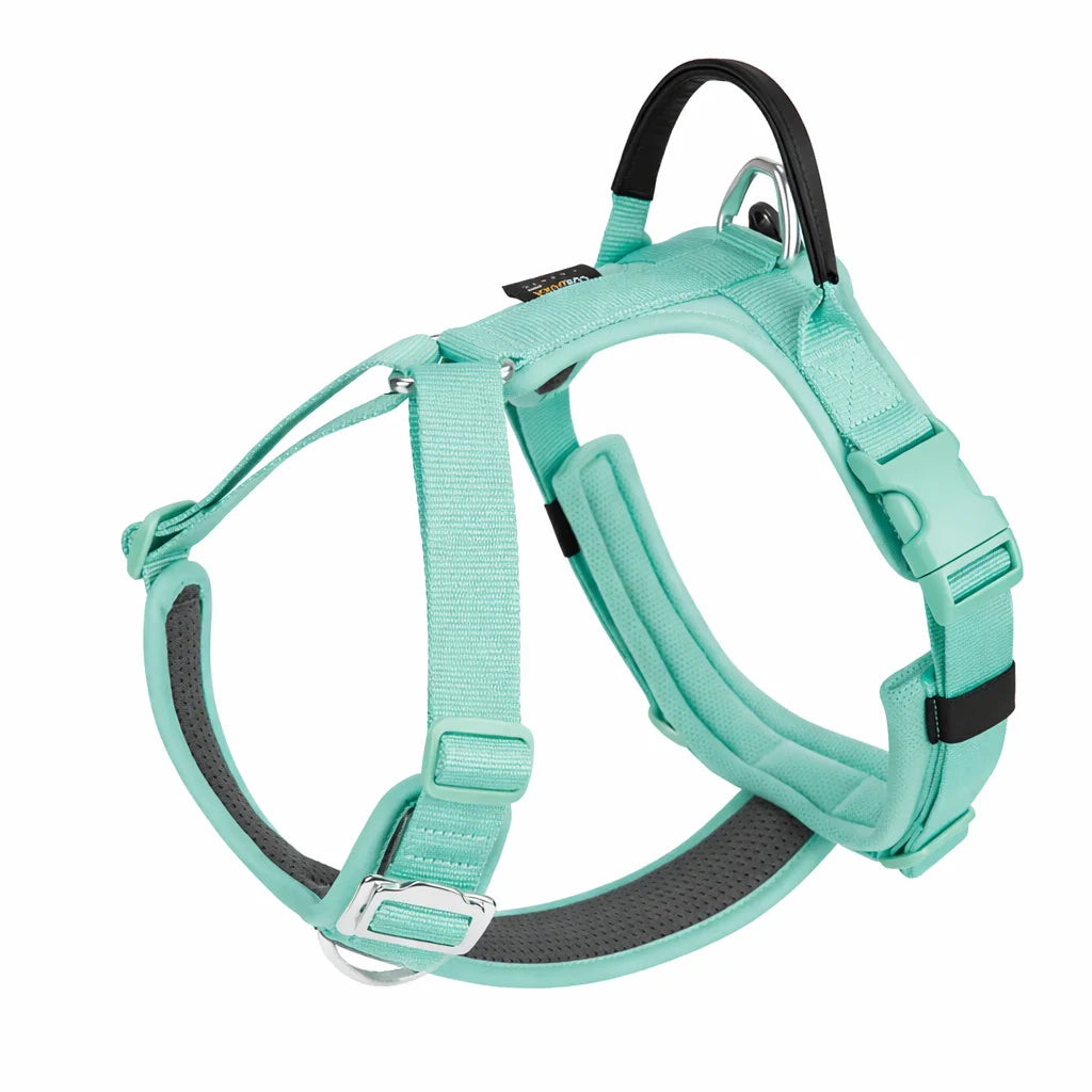 harnais vert pour chien 