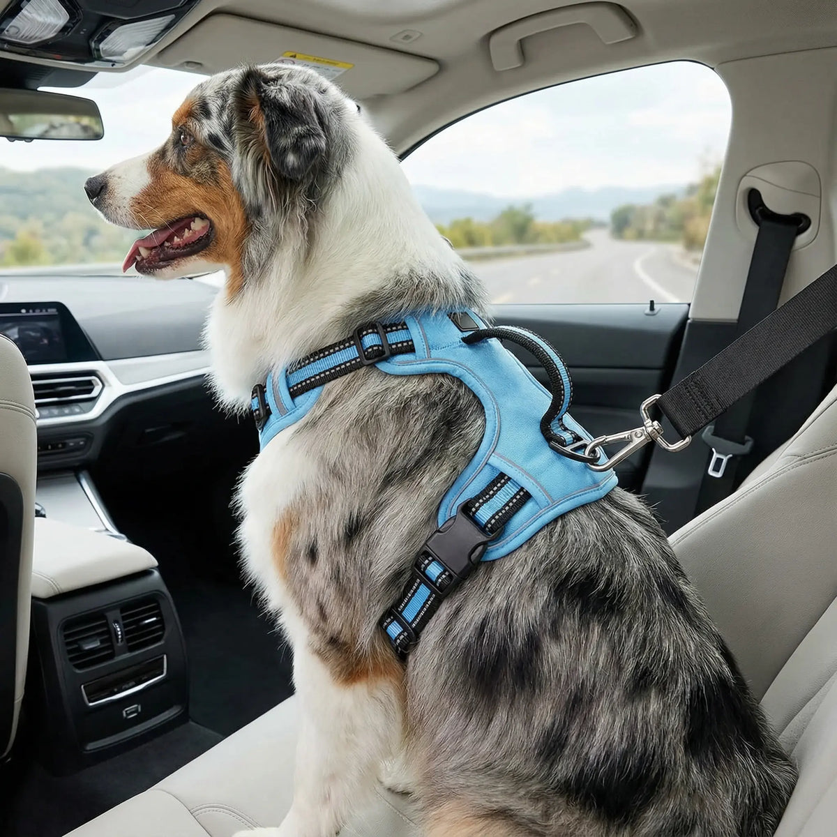 Chien qui porte un harnais bleu et noir en voiture
