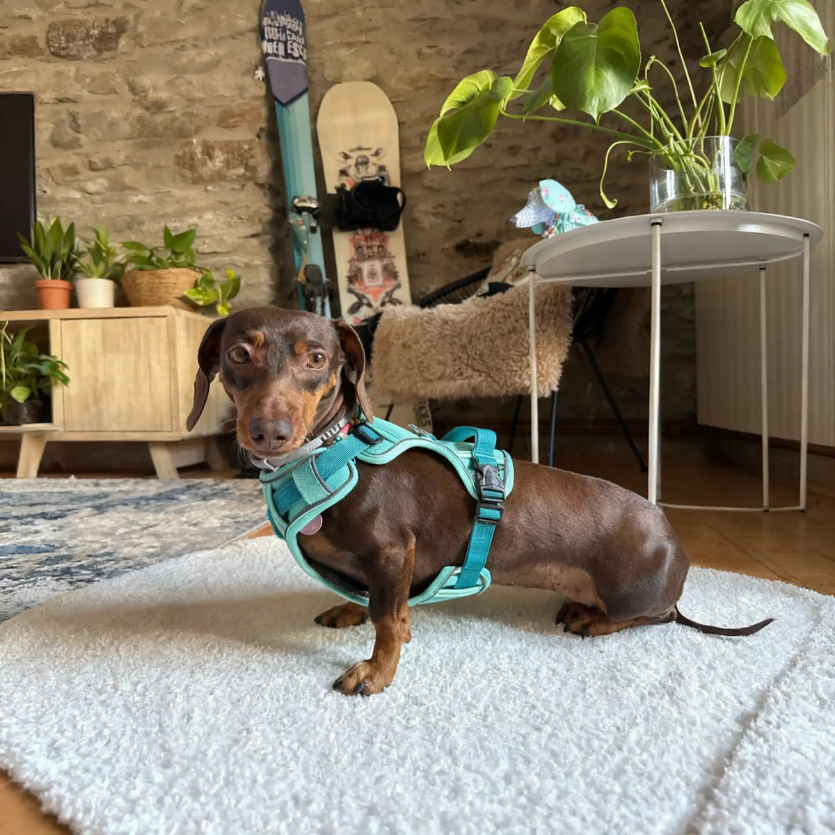 Harnais pour chien ajustable & maille respirante