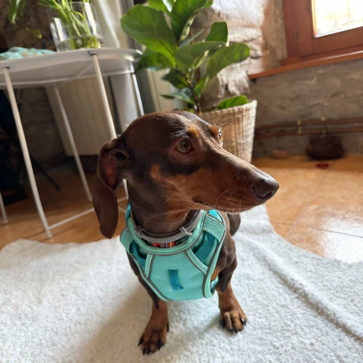 Harnais pour chien ajustable & maille respirante