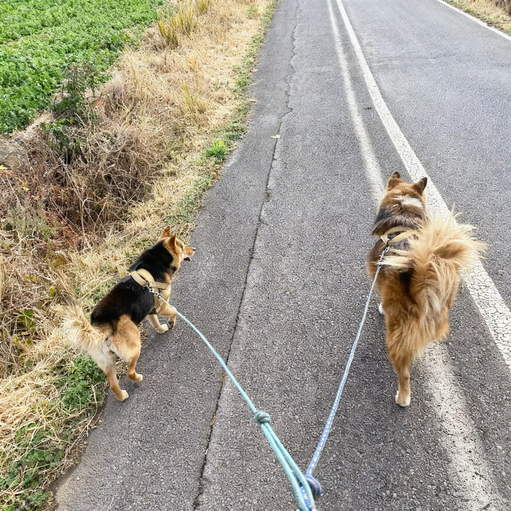 Harnais pour chien anti-traction