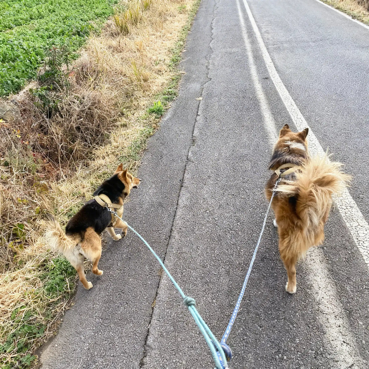 Harnais pour chien anti-traction