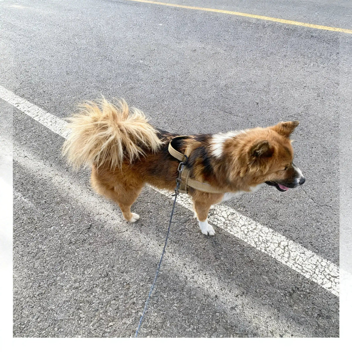 Harnais pour chien anti-traction