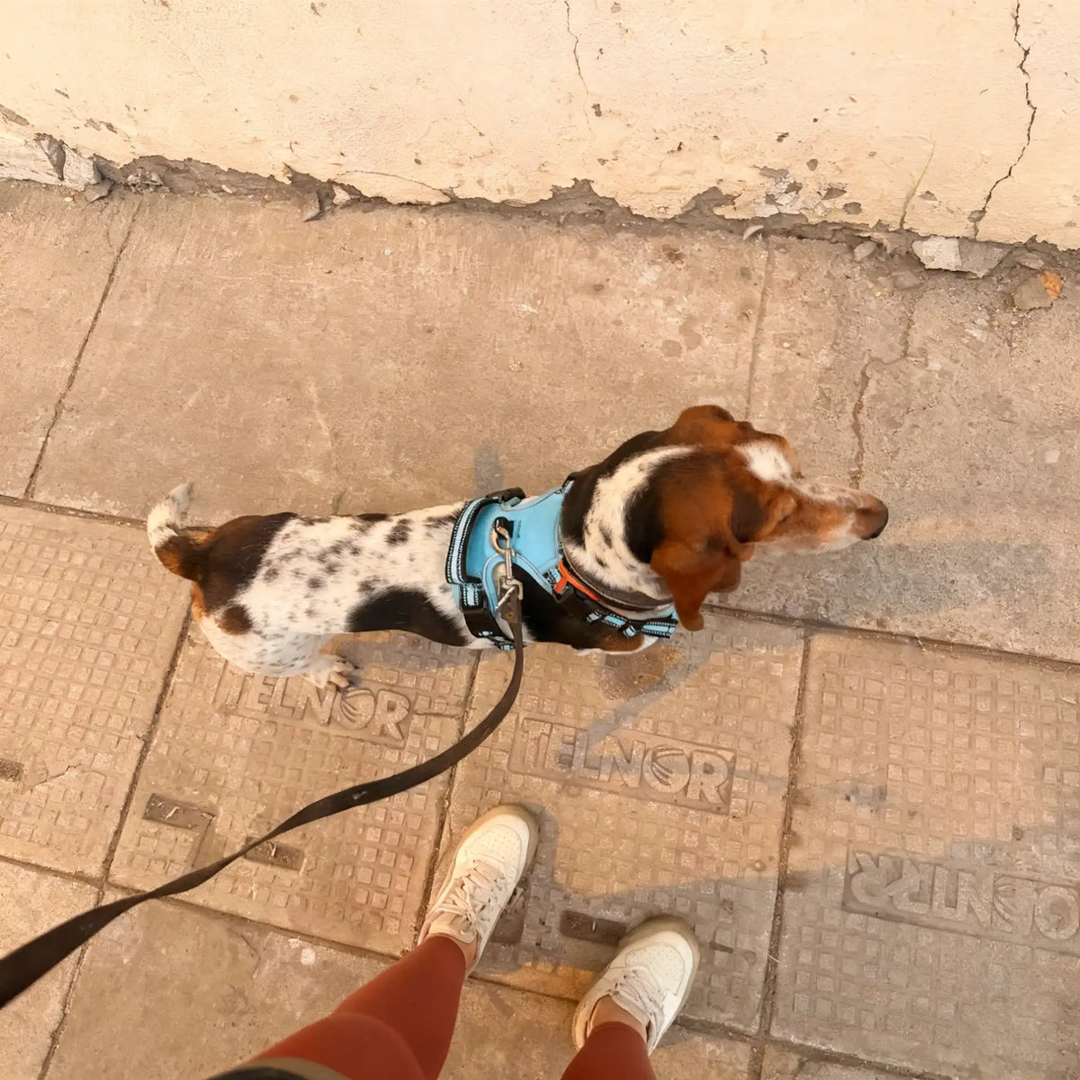 Harnais pour chien ajustable & maille respirante