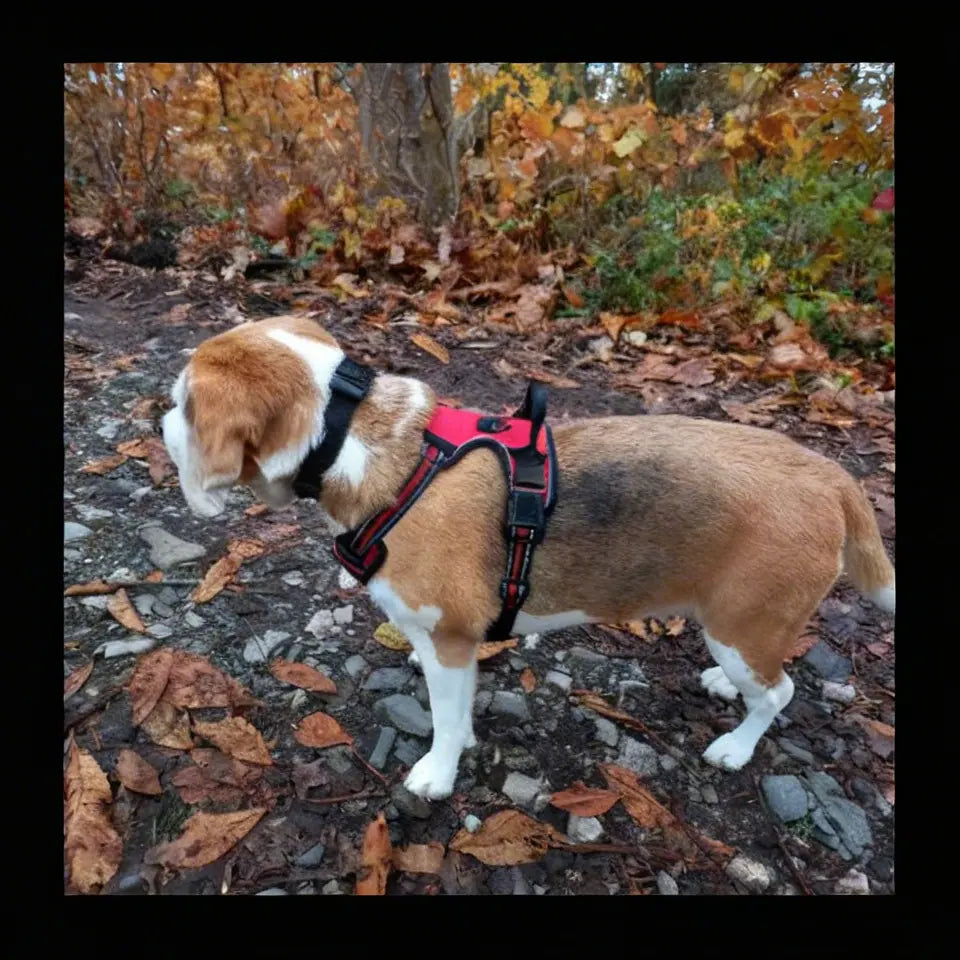 Harnais de randonnée pour chien - Gilet
