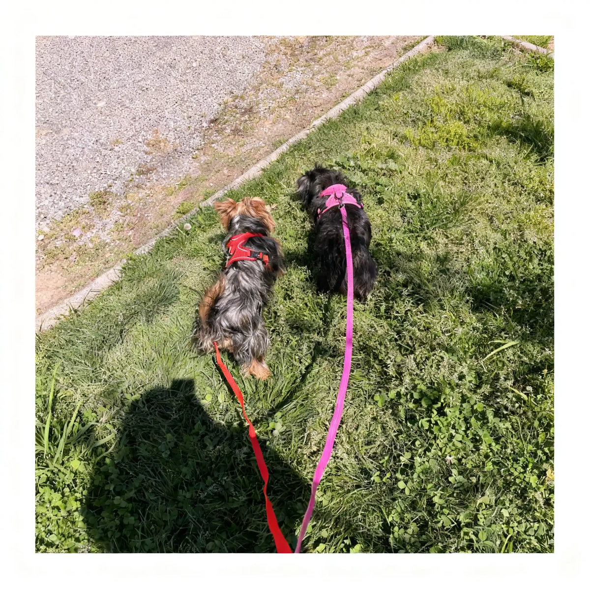 Harnais pour petit chien - promenade & anti-traction