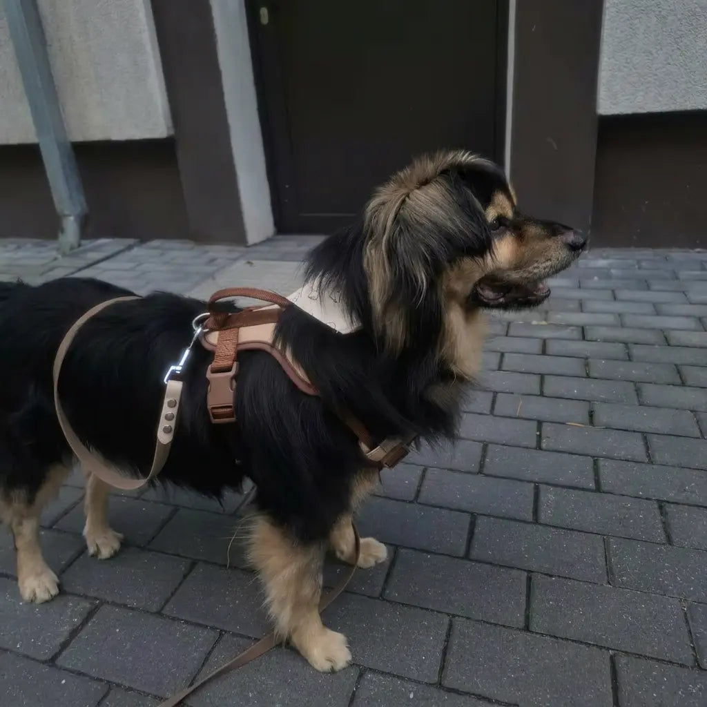 Harnais pour chien en voiture - Ajustable