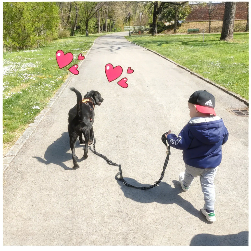 Harnais pour petit chien - promenade & anti-traction
