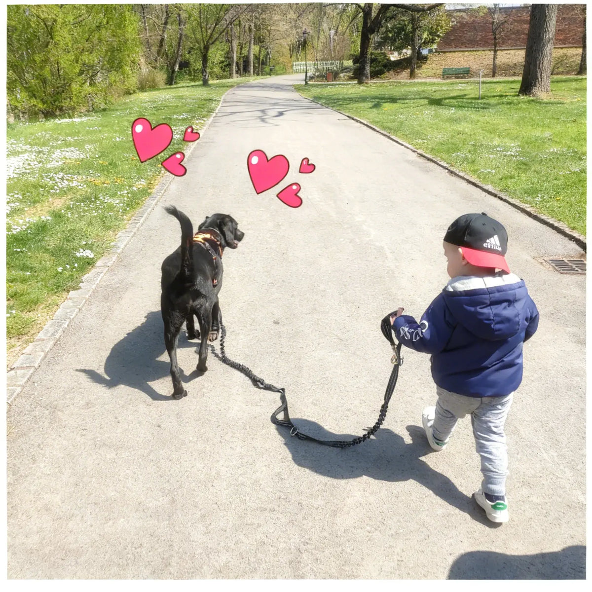 Harnais pour petit chien - promenade & anti-traction